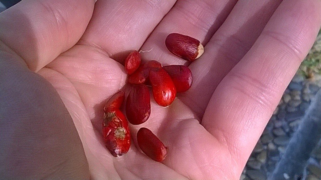 Семена магнолии