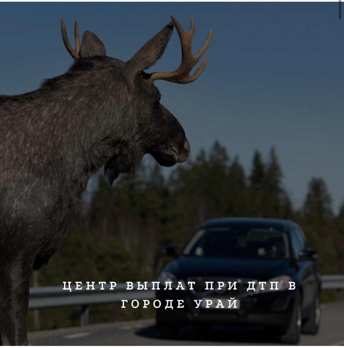 Административная ответственность за наезд на животное 🐻  
Кодекс об административных нарушениях не предусматривает дополнительной ответственности за причинение вреда жизни или здоровью животных, в отличие от наезда на пешехода. Таким образом наезд на собаку, неожиданно выскочившую под колеса, хоть и будет являться ДТП, но не повлечет административной ответственности.

Однако административная ответственность наступает в случае нарушения водителем других пунктов правил дорожного движения. 
✅Например, самый распространенный случай, - это оставление места ДТП. В основном нарушение затрагивает ДТП с участием небольших животных. Многие водители не считают наезд на кошку, курицу или зайца дорожно-транспортным происшествием, поэтому даже не останавливаются. 
Однако очевидцы😕, которые запомнили номера автомобиля, вызывают ГИБДД и водитель получает лишение прав на 1 - 1,5 года или административный арест на срок до 15 суток.

В случае ДТП с участием крупного животного (коровы или лося) так просто покинуть место ДТП не удастся, т.к. автомобиль получает серьезные повреждения в ходе столкновения.

Аналогичным образом штраф может быть наложен и на водителя, который до ДТП ехал с превышение скорости. 
❌Величина наказания зависит от того, на сколько водитель превысил скорость.

__________

💵Выплаты по страховке за 1 день! 
🤝Сотрудничаем со всеми страховыми. 
📍г. Урай, мкр. 2, д. 62а, офис 203
☎️ +7(982) 220-10-99.
