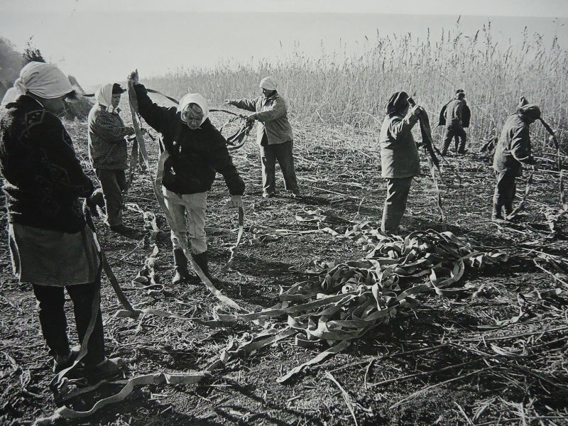 Поля акционерного общества «Искра»
Раиса Пестова, Владимир Семин, ноябрь 1997 года, Краснодарский край, Тимашевский р-н, станица Новокорсунская, МАММ/МДФ.