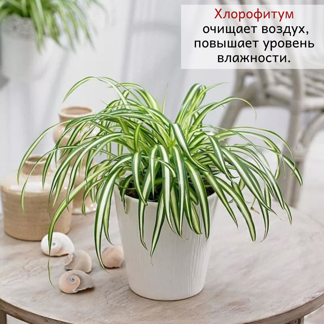 Хлорофитум