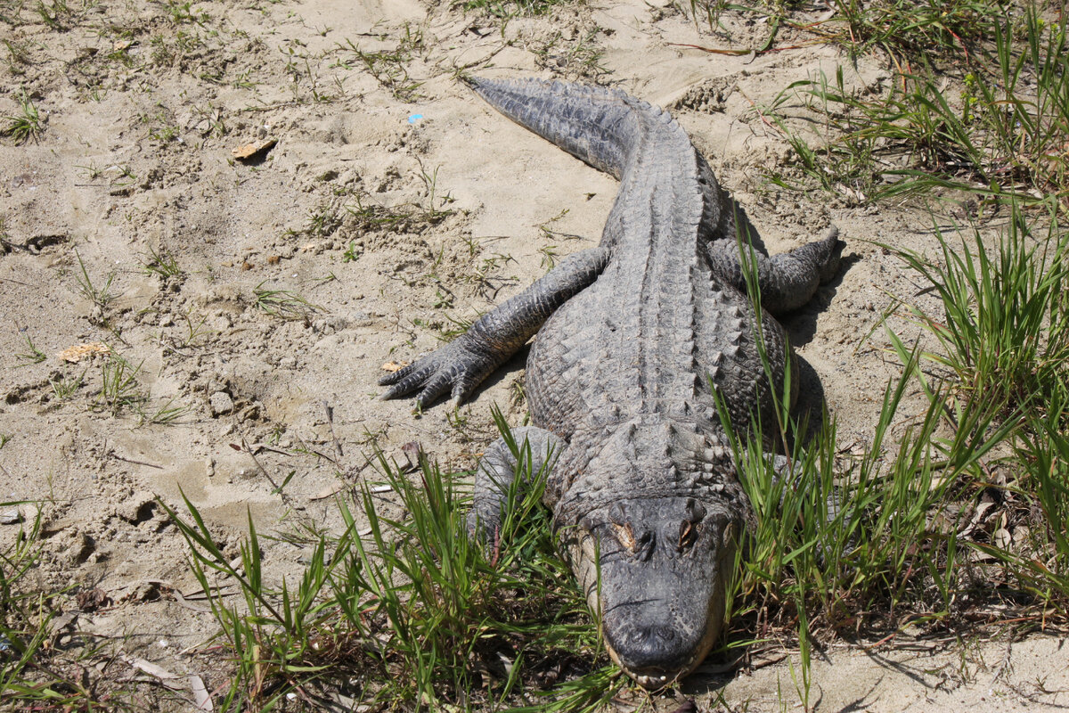 Американский аллигатор греется на песке