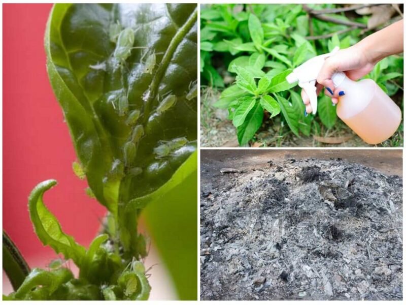 Как обработать капусту табачной пылью: советы по борьбе с вредителями. Использование табака и золы для удобрения