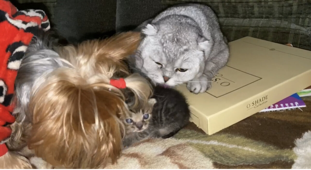 Мой зверинец знакомится с малышом