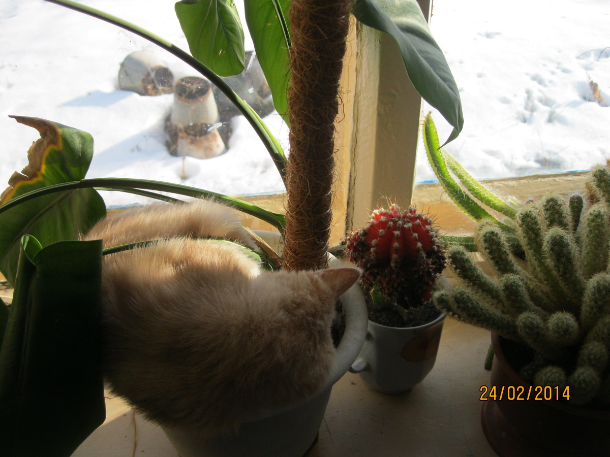 Представляет себя в тропиках.