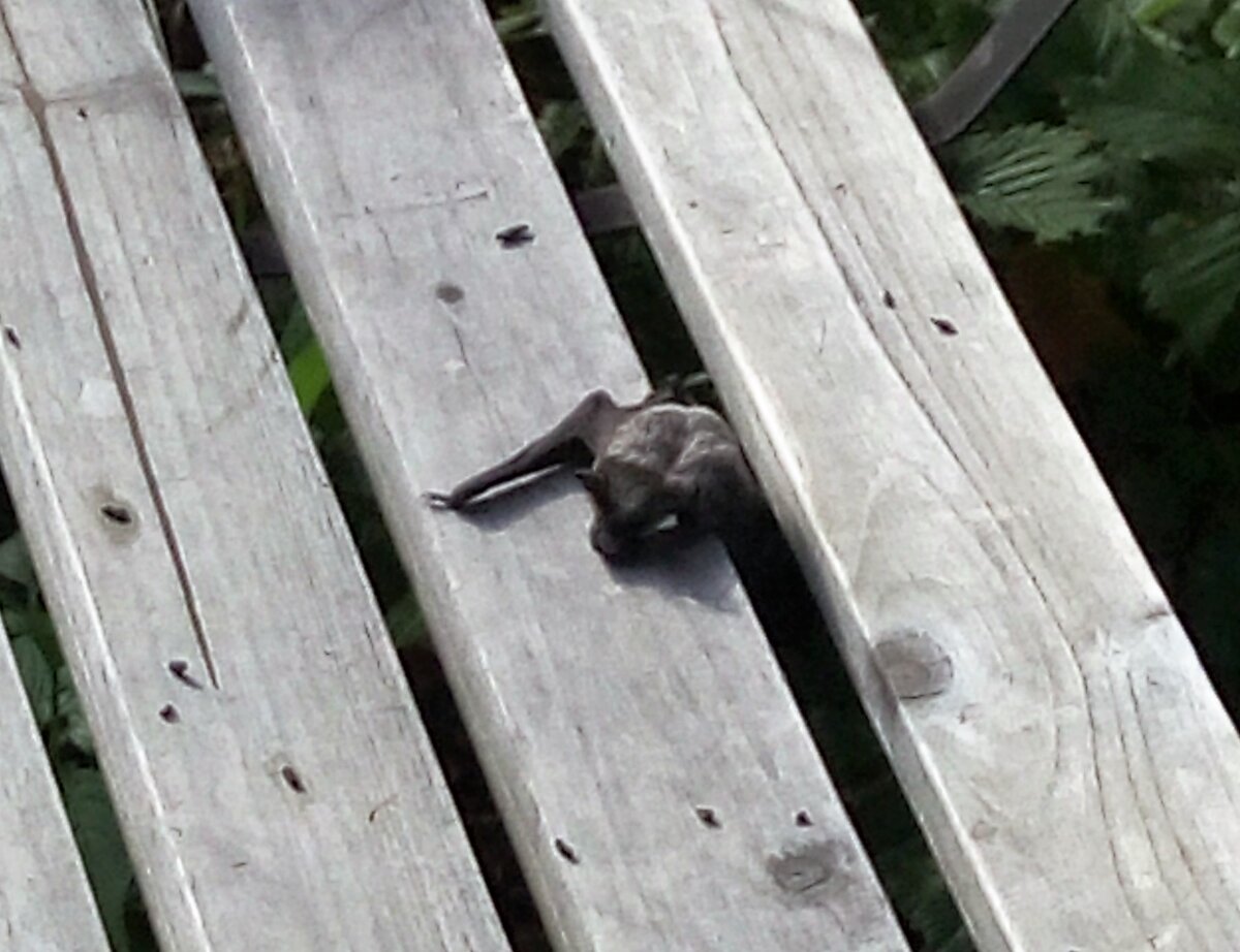 фотография с нашего участка.