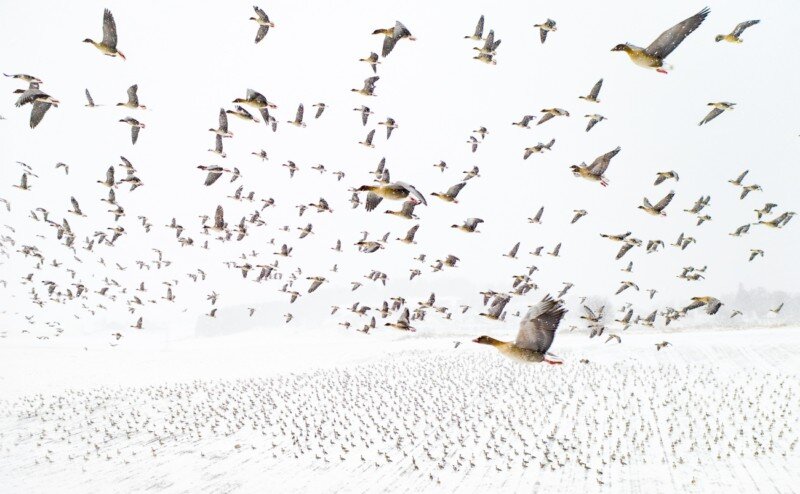 Фото: Terje Kolaas, droneawards.photo