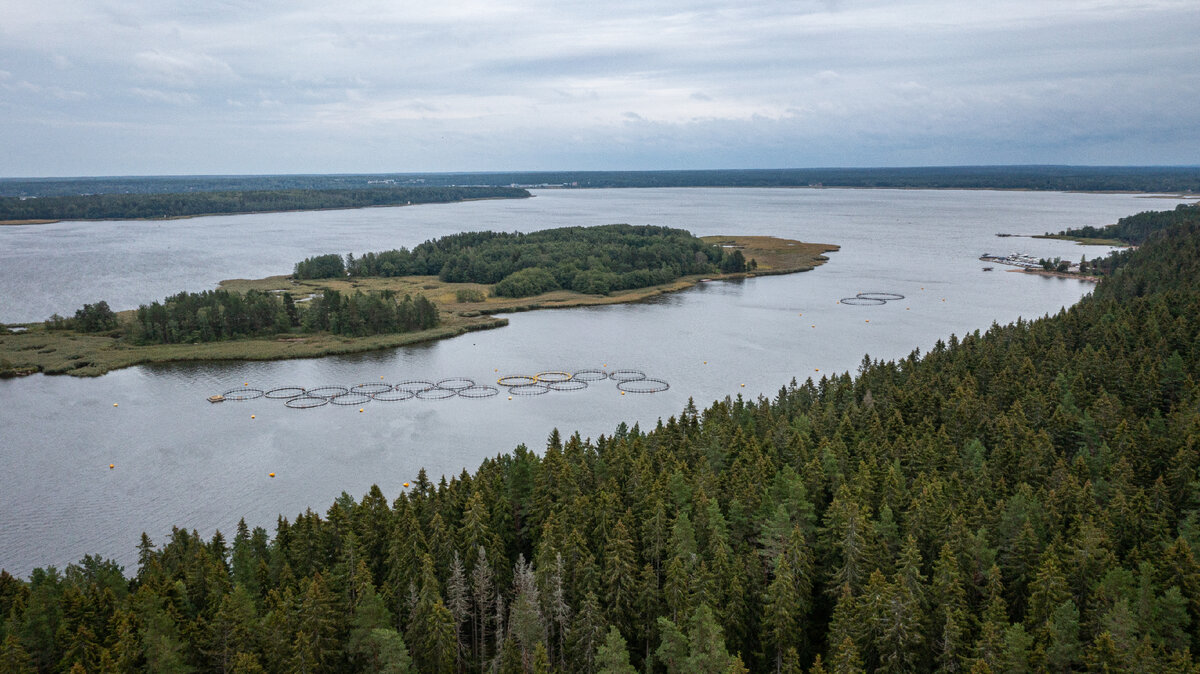 Ферма в проливе у Синего острова, пос. Прибылово. Увеличила объёмы минимум вдвое с 2019 года. За это же время здесь произошло несколько побегов радужной форели.