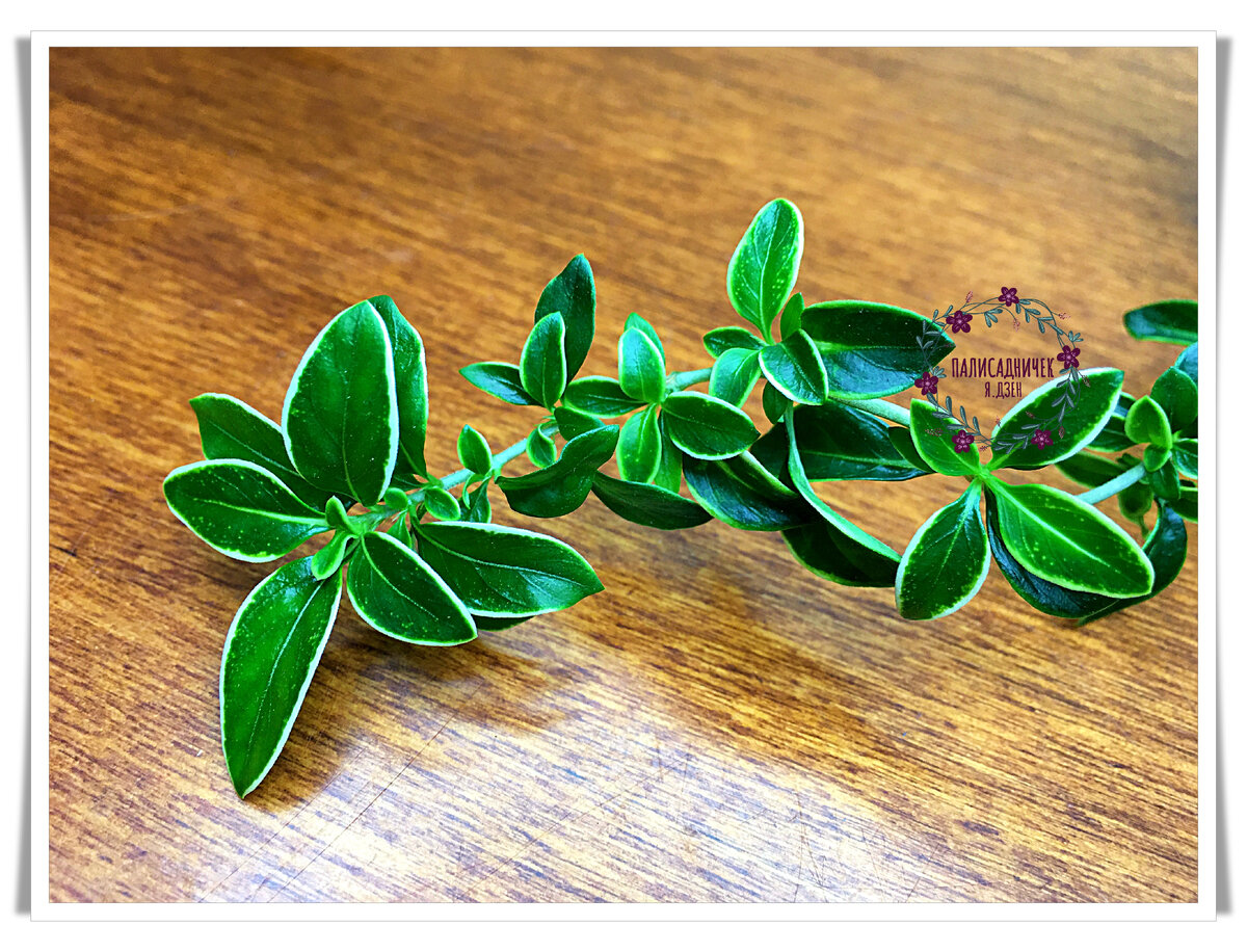 А ещё пишут, что при повреждении листочков и древесины запах она издаёт поистине незабываемый. Типа, в репираторе лучше быть, если повреждения планируются :) Листайте дальше, пожалуйста, там корневую можно посмотреть и общий план. ⏩⏩