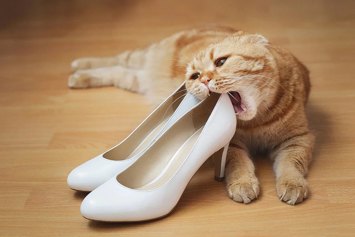 Обувь для кота. Кот в туфлях. Кошка в тапках. Коты обувь.