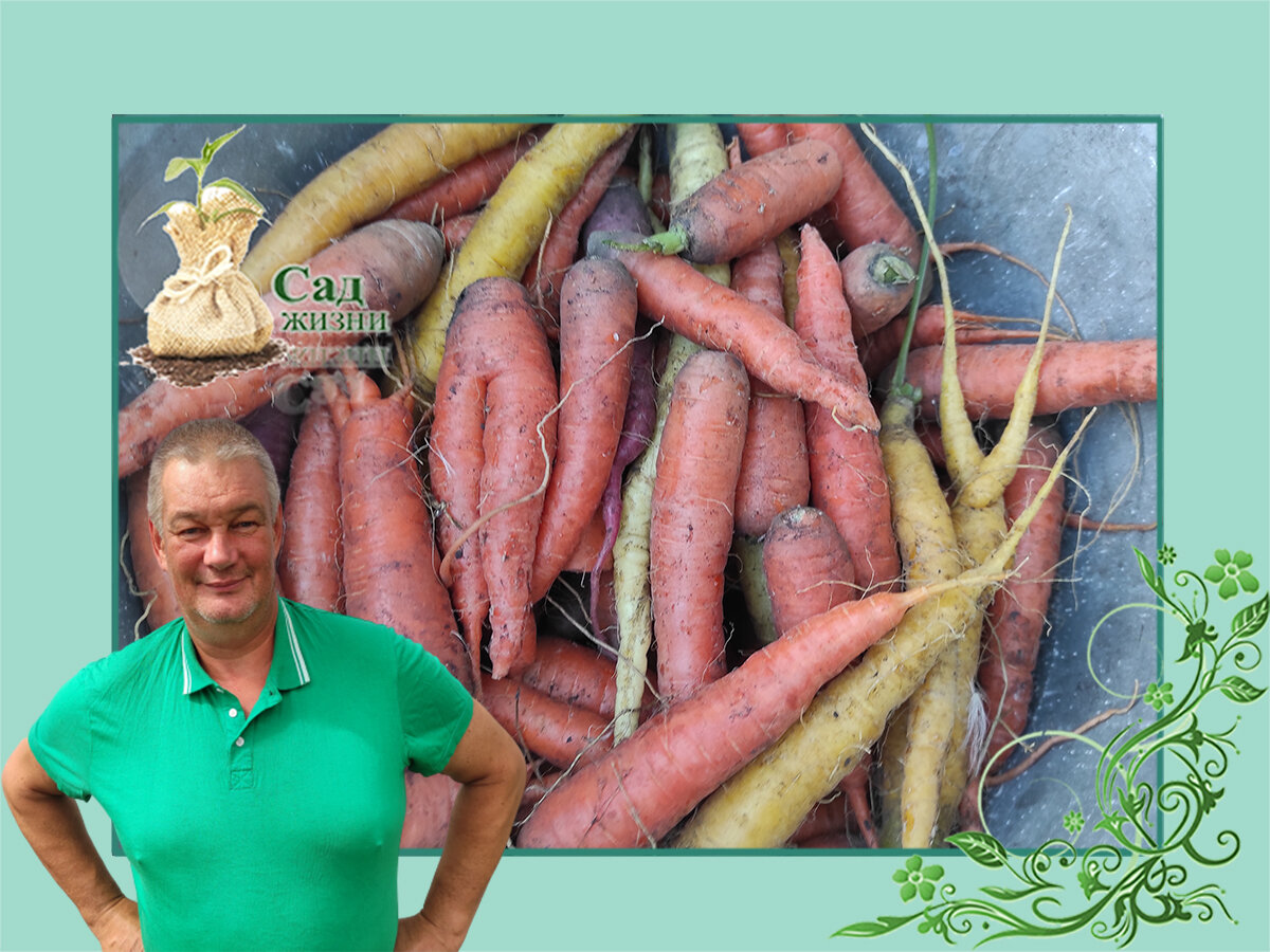 Куда девать мелкую морковь.