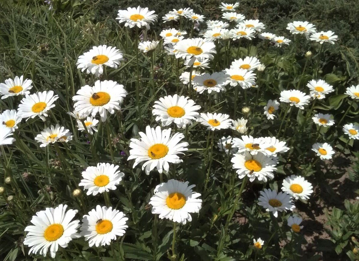 Немного лета в ленту. Фото из личного архива.