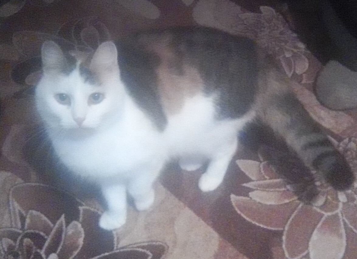 А вы, когда регистрируетесь где-то, используете имена своих питомцев?