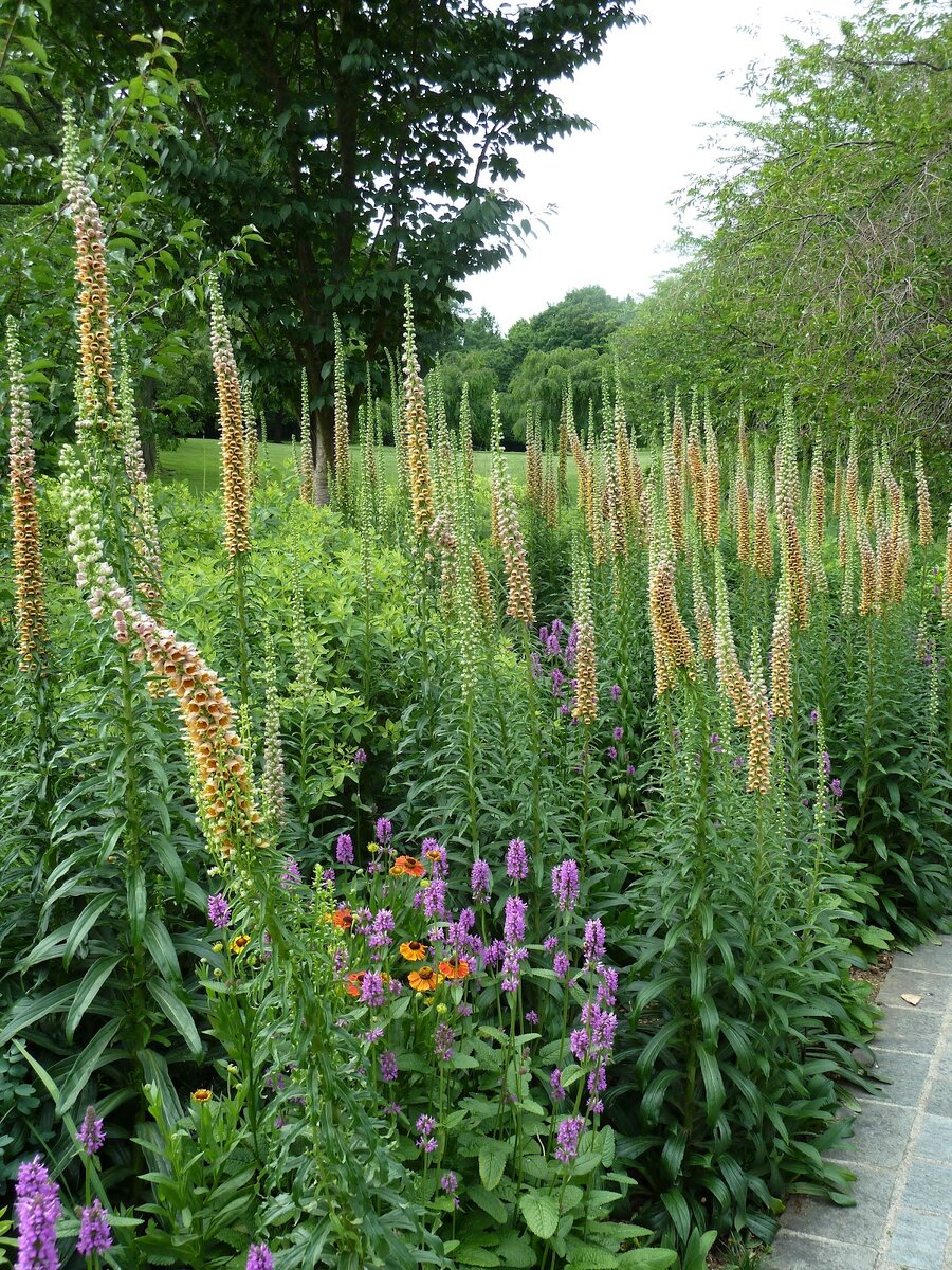 Digitalis parviflora