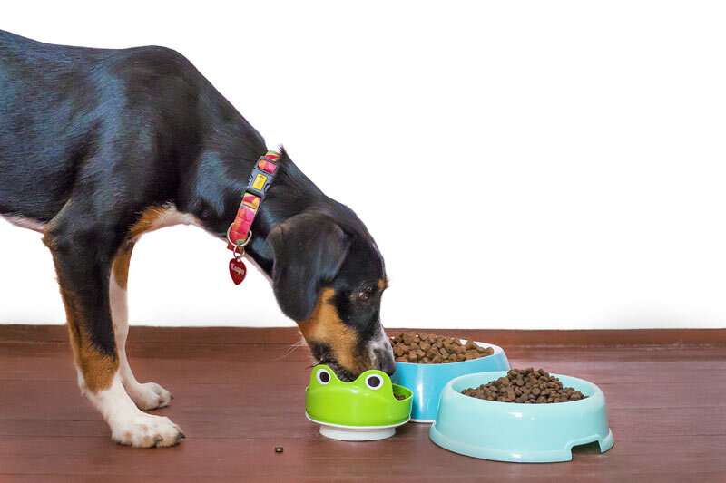 Как отличить качественный сухой корм для собак (с примерами)