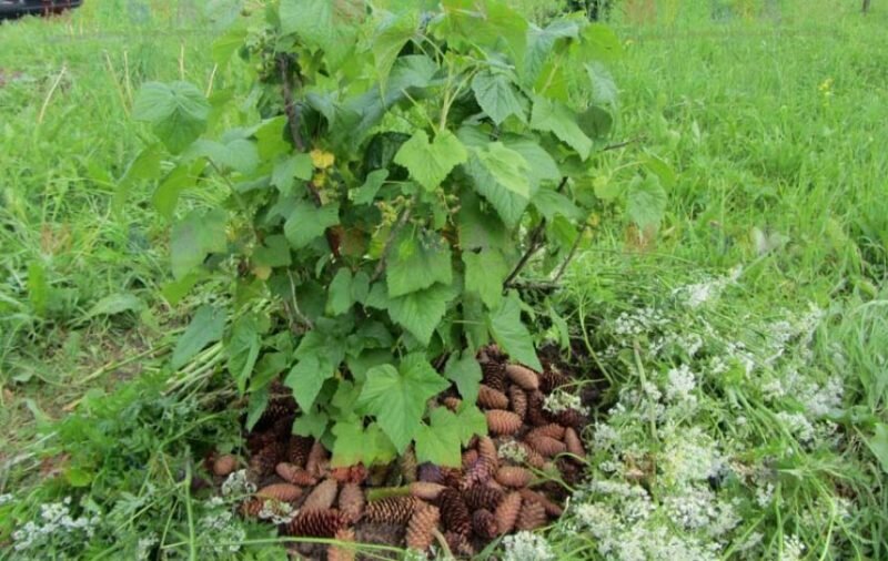 Мульчирование смородины