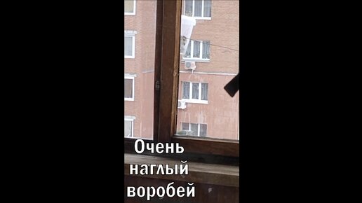 Очень наглый воробей