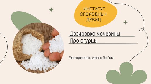 Мочевина для огурцов. Дозировка для опрыскивания и поливки..