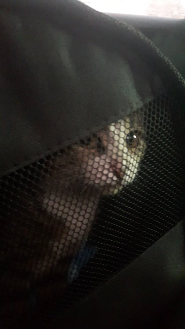 Он этим взглядом половину поездки меня упрашивал взять его на ручки