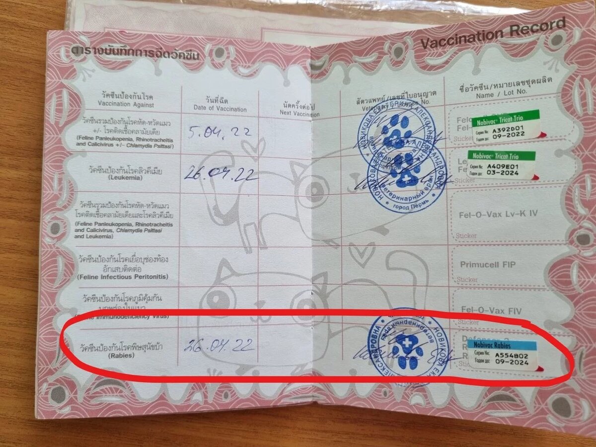 Прививка от бешенства