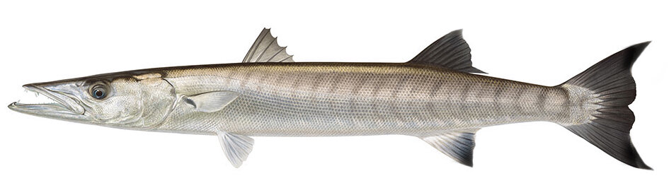 Sphyraena afra