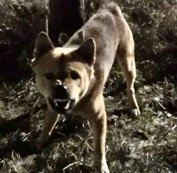 Таким пес был до встречи с полицейским