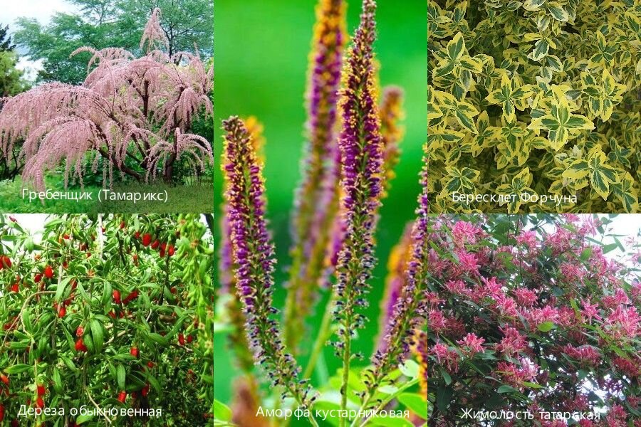 Растения, которые переносят некоторую засоленность почвы