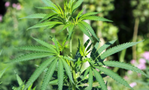    Фото: Pixabay Владислав Кава