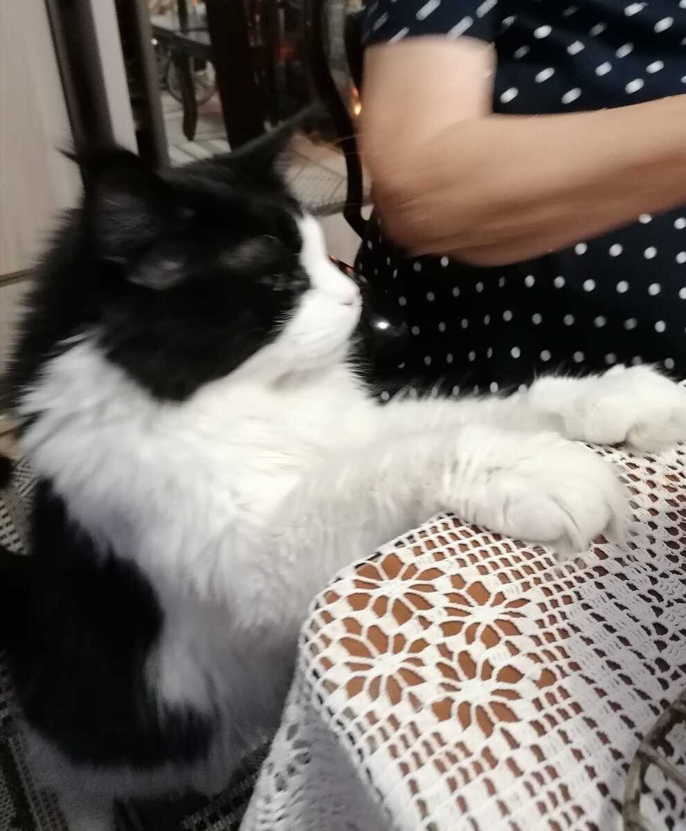 Ах? - спрашивает кот у моей мамы кусочек мяска с тем, чтобы облизать его, да и только. 