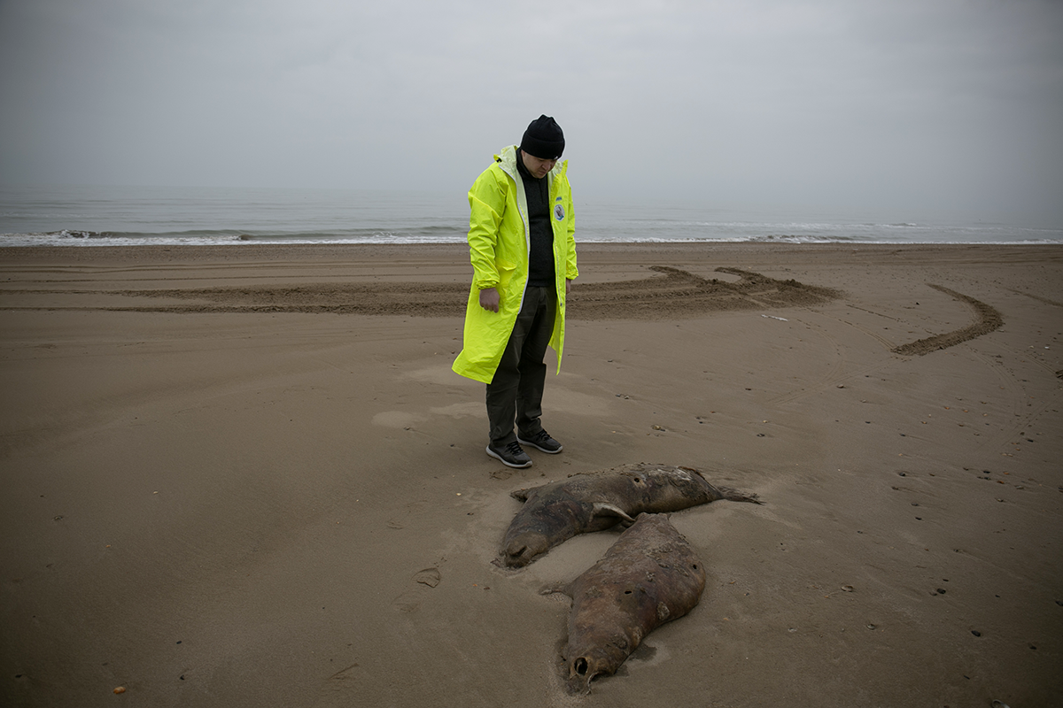 Погибшие нерпы на берегу Каспийского моря в Дагестане 