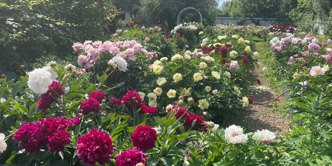 СКОЛЬКО СОЛНЦА НУЖНО ПИОНАМ?