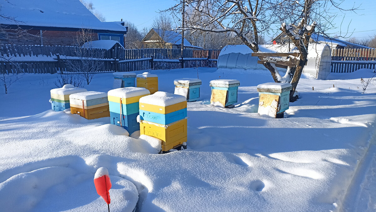 Пасека в январе