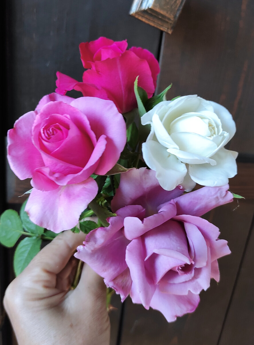 Тем, кто не знает, чем английская роза отличается от обычной, чайно- гибридной, может быть непросто выделить ее среди других роз на яркой клумбе.