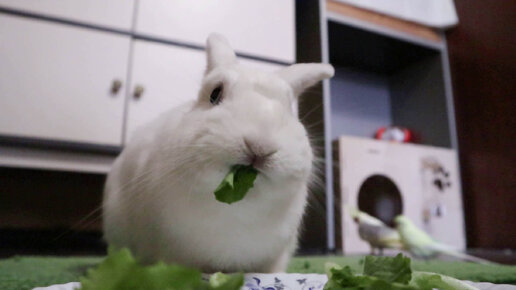 Салатик для кролика 🌿🐰