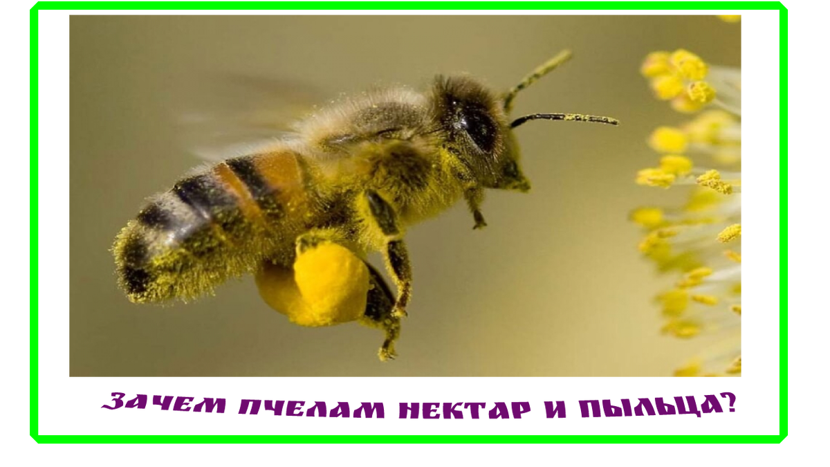 нектар и пыльца для пчел