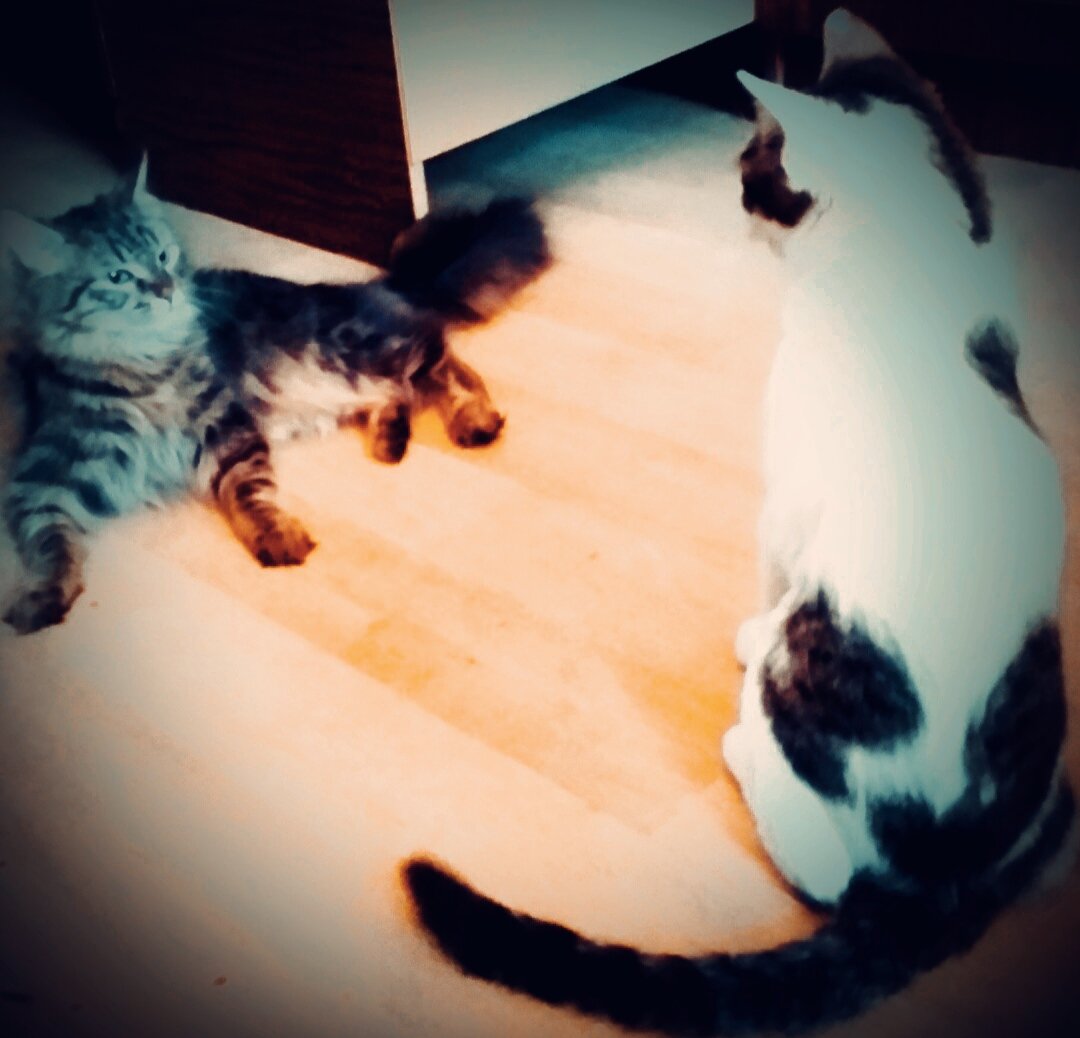 Кот Райс с подругой - ФОТО ИЗ ПРОШЛОГО.