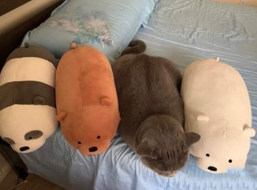 14 котов, которые ведут себя как полные чудаки
