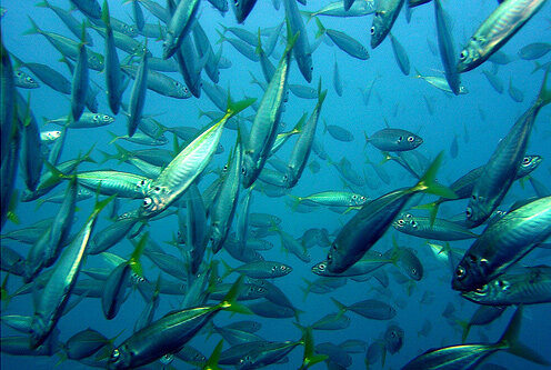 Ставрида издает звуки, очень похожие на собачий лай.