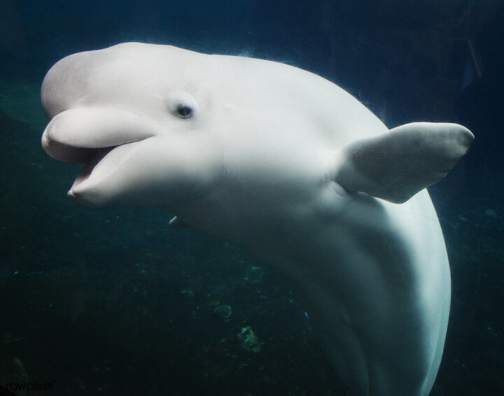 ФОТО: FREE PUBLIC DOMAIN ILLUSTRATIONS BY RAWPIXEL ON FOTER.COM