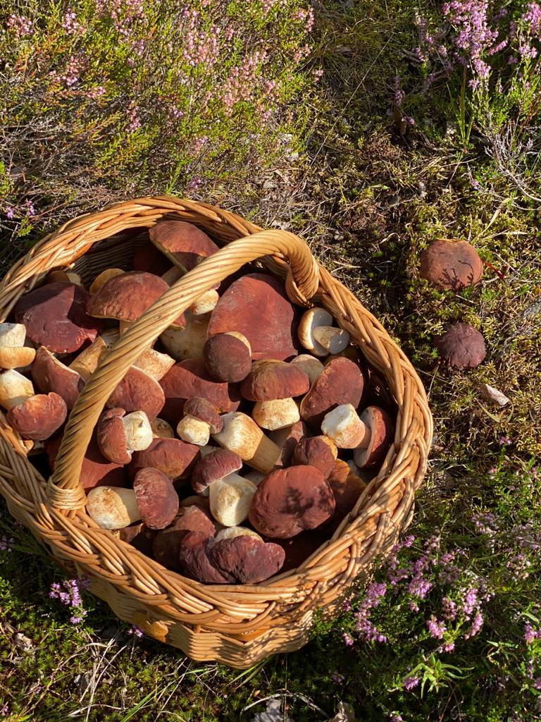 В корзину с грибами добавить. Корзина с боровиками. Поход за грибами. Что за гриб. GJ[Jl PF UHB,FVB B zujlfvb.