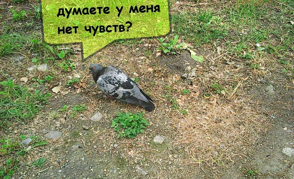 Любое живое существо испытывает какие-то чувства.