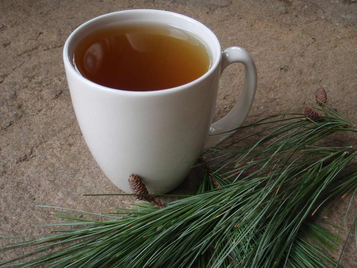 Хвойный отвар. Чай из хвои. Чай с сосной. Чай с хвоей. Чай из хвои сосны.