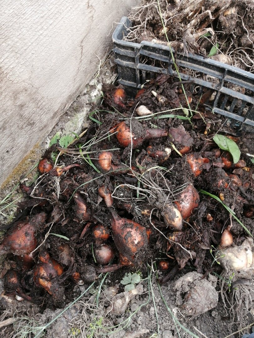 Это похоже на тюльпаны