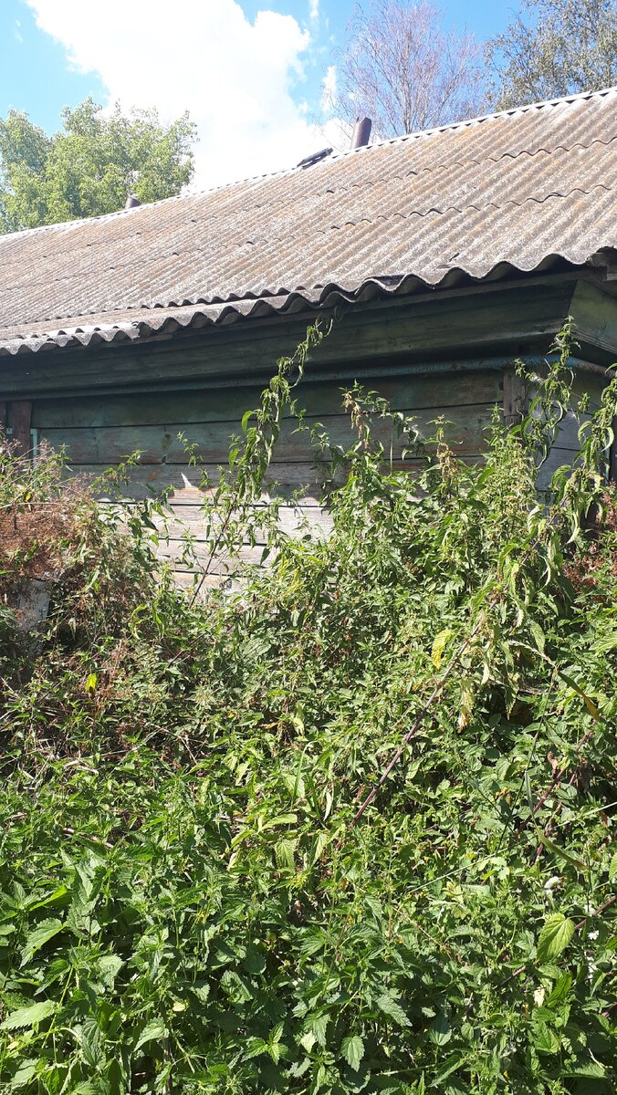 Крапива всё заполонила.