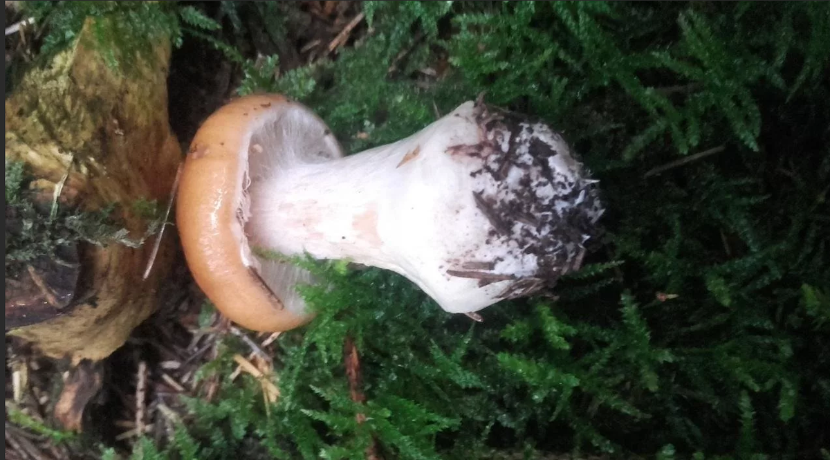 Белопаутинник клубненосный тоже еще тот обманщик!