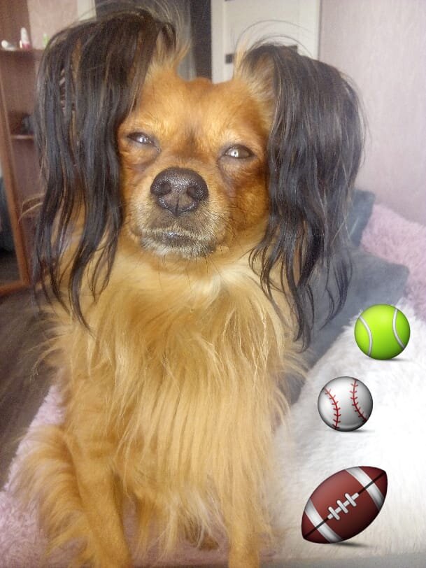 Нашим питомцам необходимо внимание и забота, а также игры и свежий воздух. 