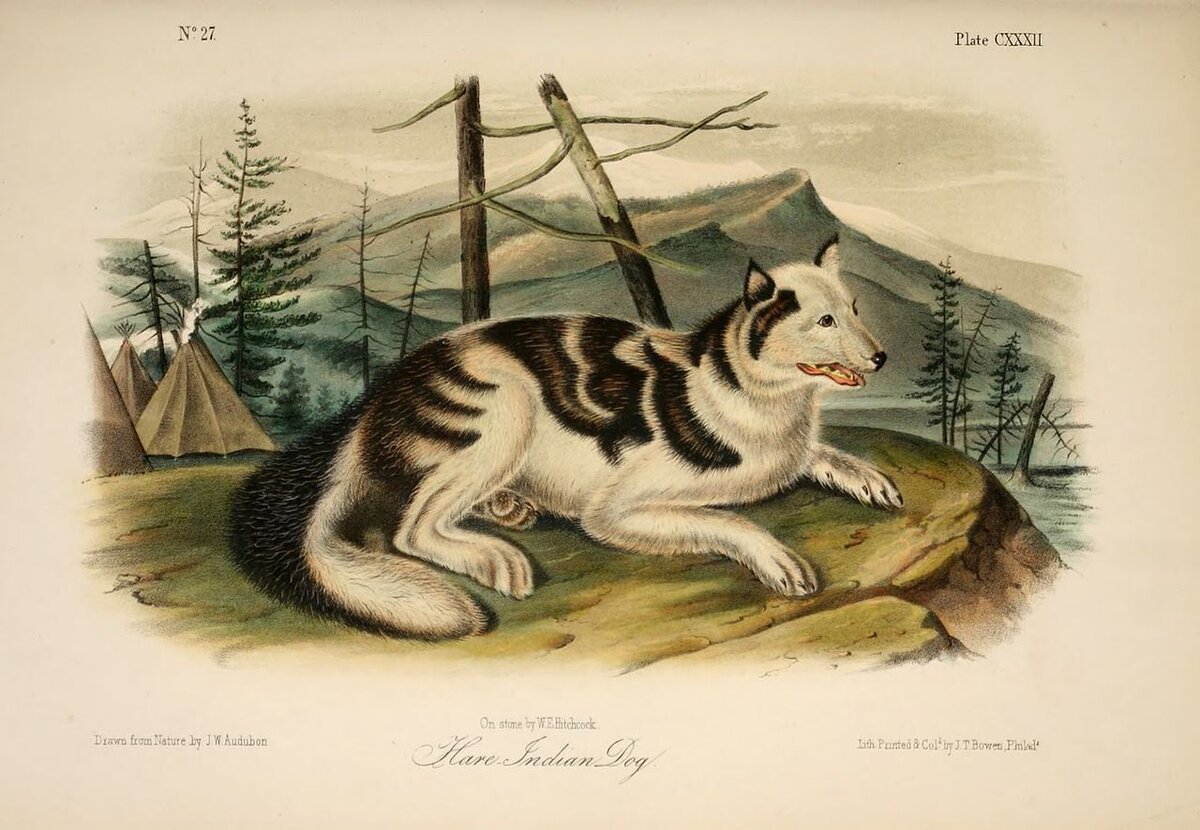 Так выглядела собаки Сахту, рисунок из Википедии.