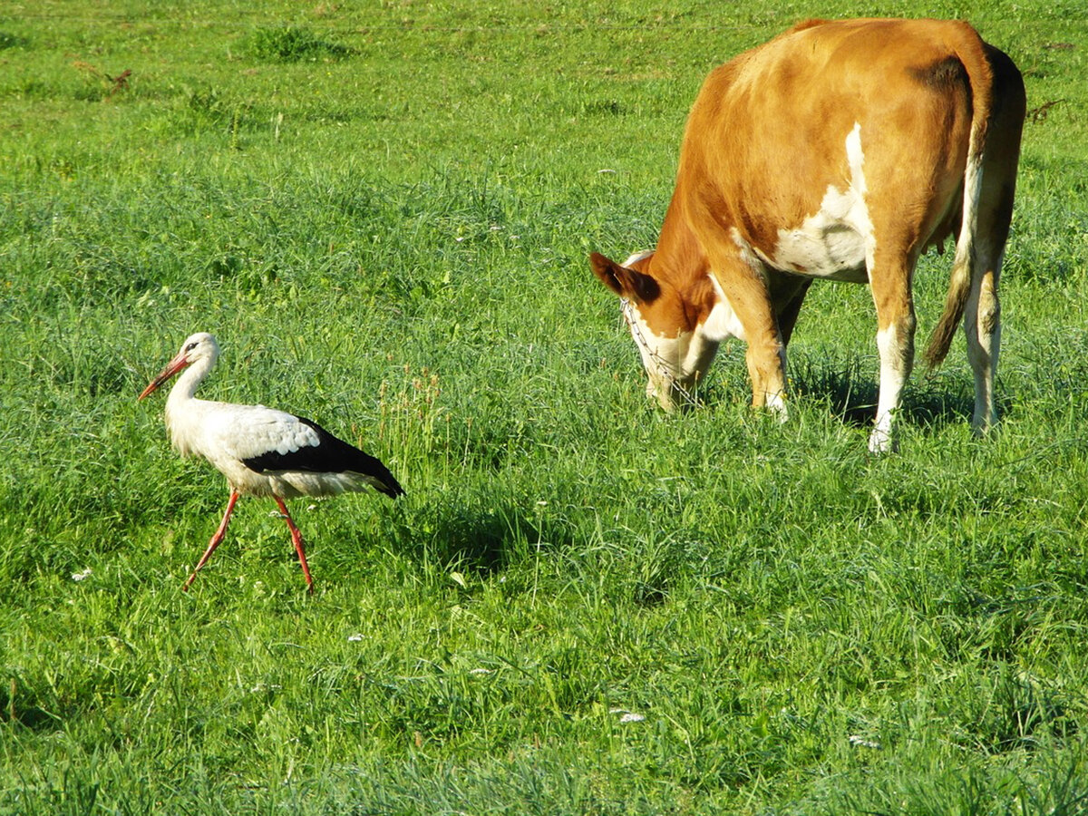 Деревенские животные. Корова на природе. Животные коровы и птицы. Животные коровы и птицы. Животные коровы и птицы.