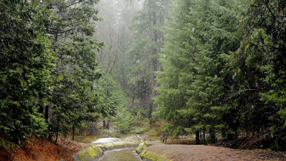 Ельняк после дождя