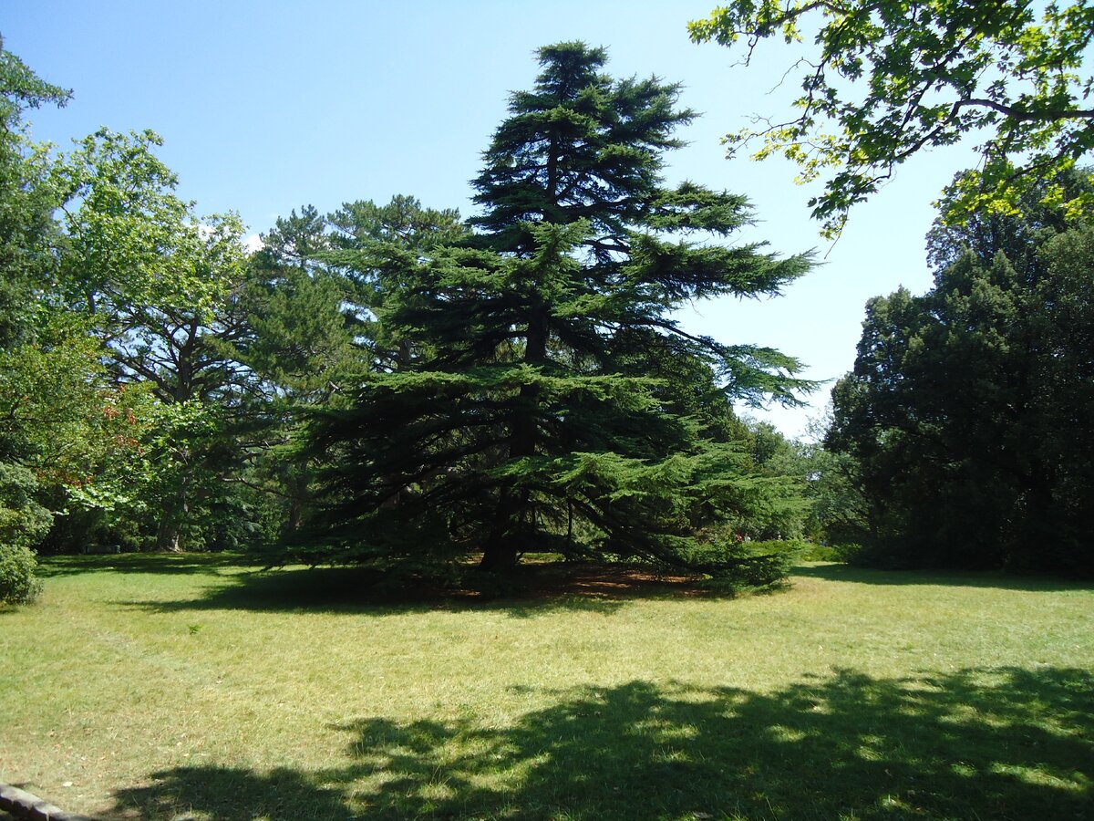 Солнечная поляна