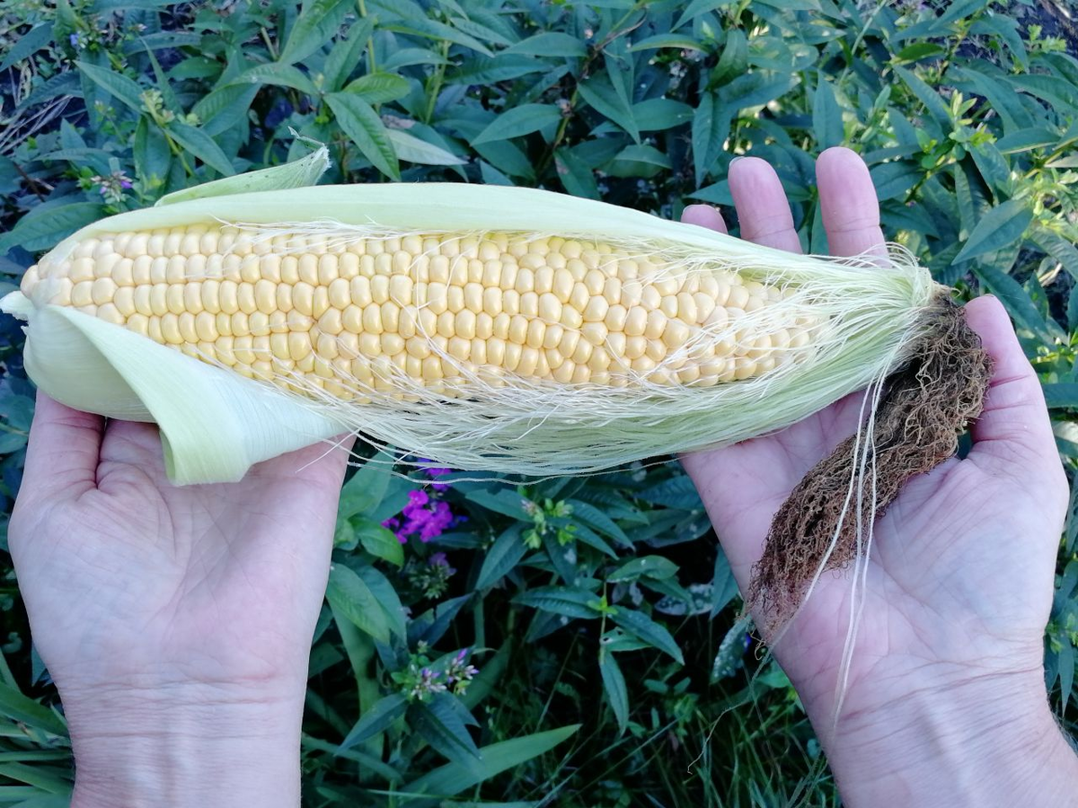 Сорвала первые початки 🌽. Как и сколько варить кукурузу, рецепт с фото |  уДачный проект | Дзен